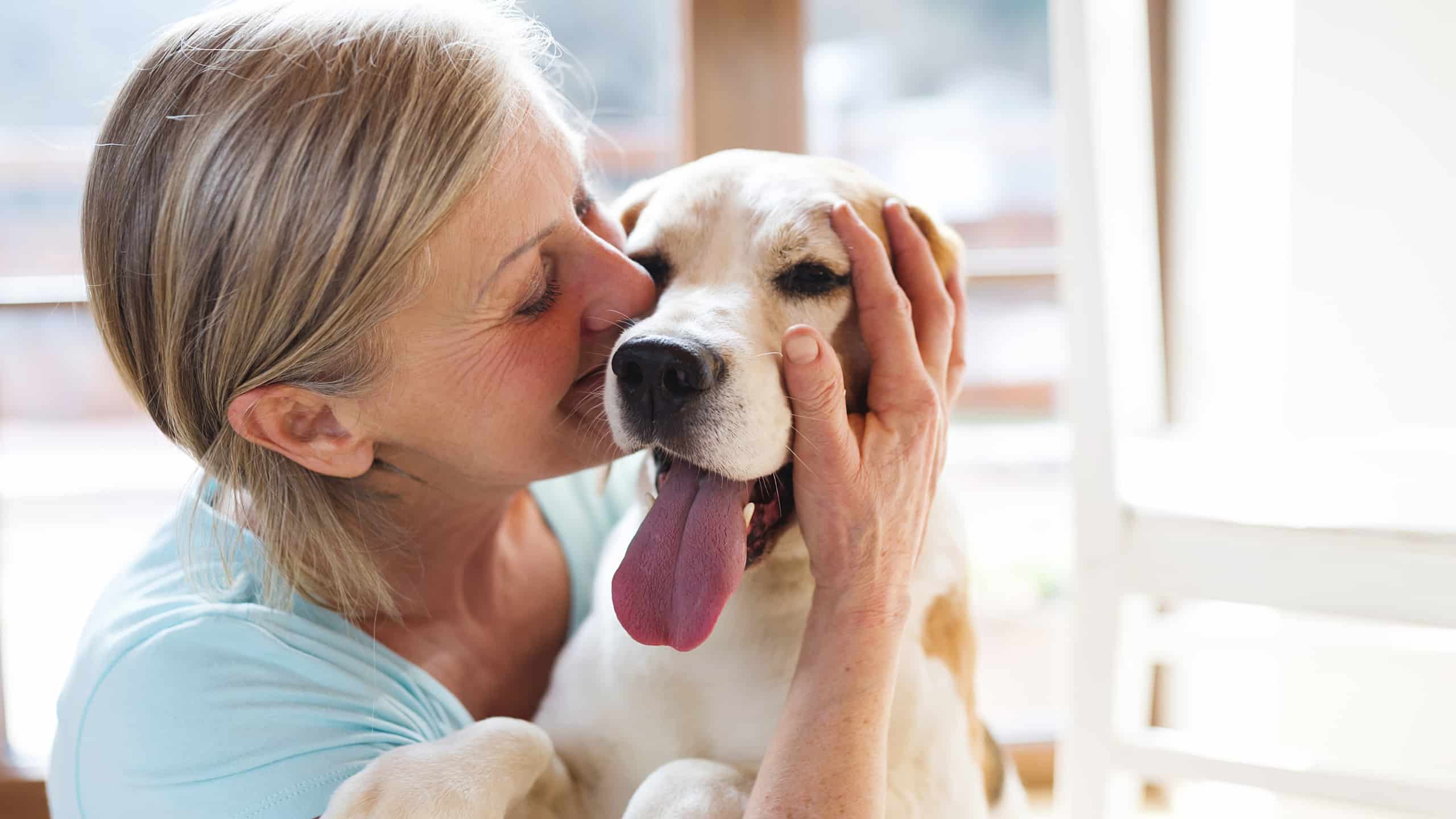 Certificado animal de apoyo emocional